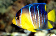 angelfish