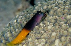 blenny