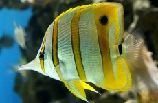 butterflyfish