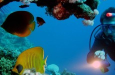 adopting-fish-from-the-ocean
