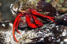 advanced-crabs