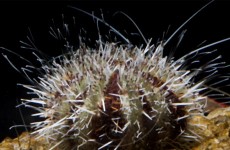 advanced-urchins