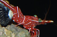 beginner-shrimp
