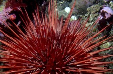 beginner-urchins