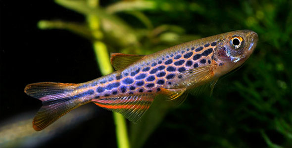 Top 5 Warm Water Fish Fish Breeds Information And Pictures Of Saltwater And Fresh Water Fish