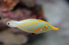 filefish