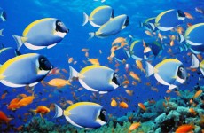 fish-and-pressure