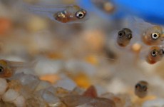 fish-breeding