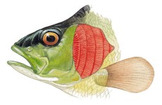 fish-gills