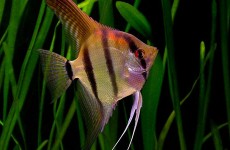freshwater-angelfish