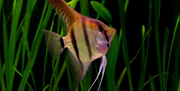 freshwater angelfish freshwater fish
