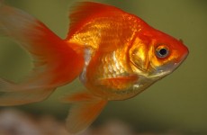 goldfish