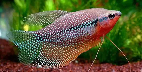 dwarf gourami freshwater fish