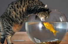 keeping-cats-from-fish