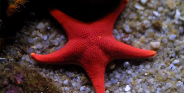 Saltwater Aquarium Starfish