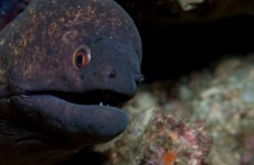 moray-eels