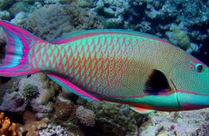 parrotfish