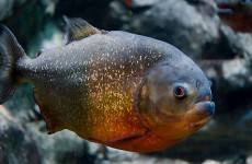 piranha