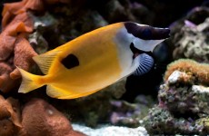 rabbitfish