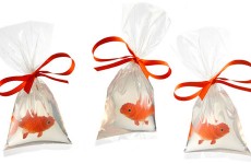 should-you-give-fish-as-gifts