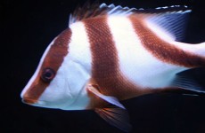 snappers