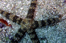 starfish
