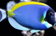 surgeonfish