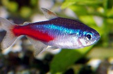 tetras