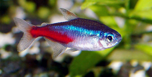 5-easiest-freshwater-fish-fish-breeds-information-and-pictures-of