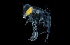 transparent-amphipod