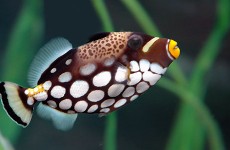 triggerfish