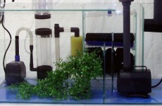 what-every-aquarium-needs