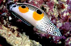 wrasse