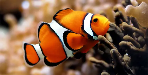 Clownfish | Fish Breeds – Information and pictures of saltwater and fresh water fish