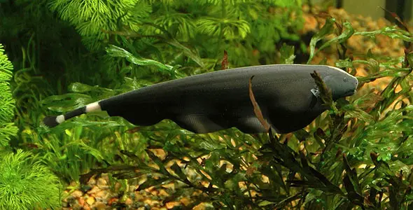 Knifefish  Fish Breeds – Information and pictures of saltwater and fresh  water fish