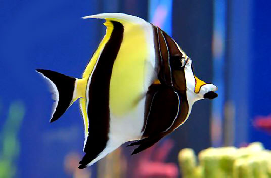 Moorish Idol | Fish Breeds – Information and pictures of saltwater and  fresh water fish