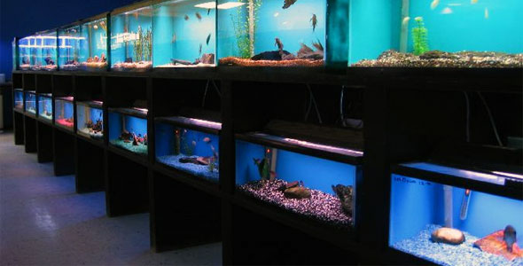 pet shop aquarium