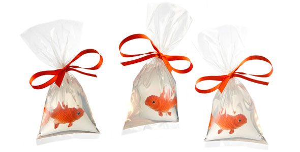 Should You Give Fish as Gifts?  Fish Breeds – Information and pictures of  saltwater and fresh water fish